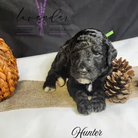 Hunter, a male Poodle - Standard  for sale in Mancelona, MI – Photo 5 of 8