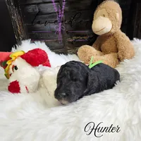 Hunter, a male Poodle - Standard  for sale in Mancelona, MI – Photo 6 of 8