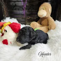 Hunter, a male Poodle - Standard  for sale in Mancelona, MI – Photo 7 of 8