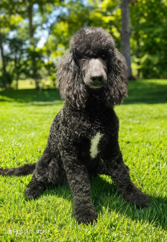 Hunter – Poodle - Standard  puppy for sale in Mancelona, MI