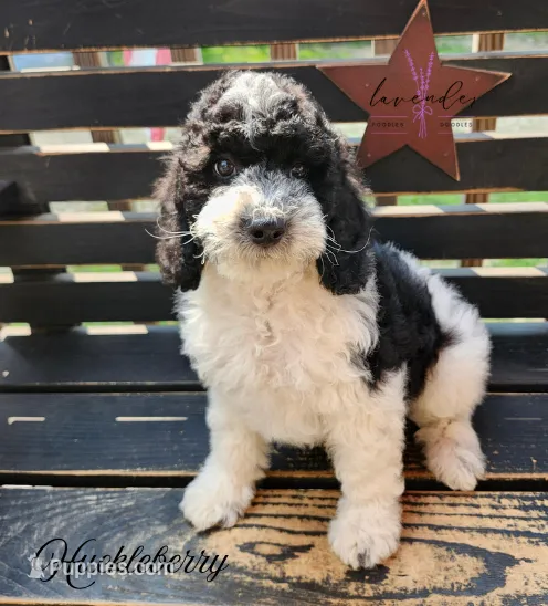 Huckleberry – Cockapoo puppy for sale in Mancelona, MI