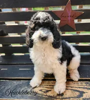 Huckleberry, a male Cockapoo for sale in Mancelona, MI – 1 of 1