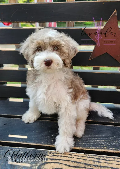 Mulberry – Cockapoo puppy for sale in Mancelona, MI