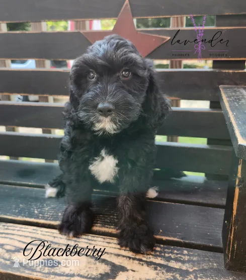 Blackberry – Cockapoo puppy for sale in Mancelona, MI