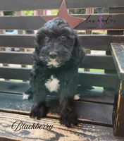 Blackberry, a female Cockapoo for sale in Mancelona, MI – 1 of 1
