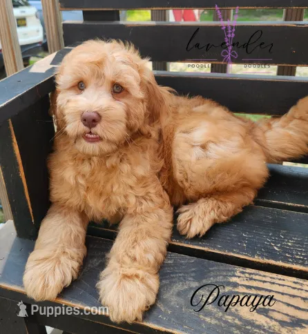 Papaya – Miniature Goldendoodle puppy for sale in Mancelona, MI