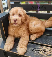 Papaya, a male Miniature Goldendoodle for sale in Mancelona, MI – 1 of 1