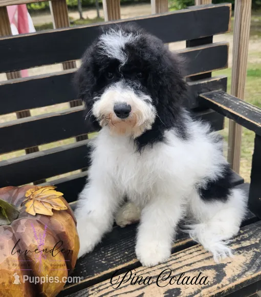 Pina Colada – Cockapoo puppy for sale in Mancelona, MI