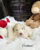 Cortland, a female Poodle - Miniature  for sale in Mancelona, MI – Photo 7 of 8