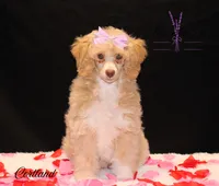 Cortland, a female Poodle - Miniature  for sale in Mancelona, MI – Photo 1 of 8