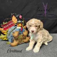 Cortland, a female Poodle - Miniature  for sale in Mancelona, MI – Photo 4 of 8