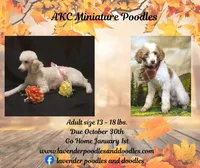 Cortland, a female Poodle - Miniature  for sale in Mancelona, MI – Photo 8 of 8