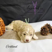 Cortland, a female Poodle - Miniature  for sale in Mancelona, MI – Photo 5 of 8