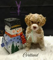 Cortland, a female Poodle - Miniature  for sale in Mancelona, MI – Photo 3 of 8