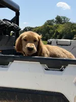 Izzy , a female Golden Retriever for sale in Friendsville, TN – 4 of 4