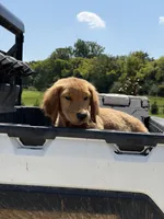 Izzy , a female Golden Retriever for sale in Friendsville, TN – 3 of 4