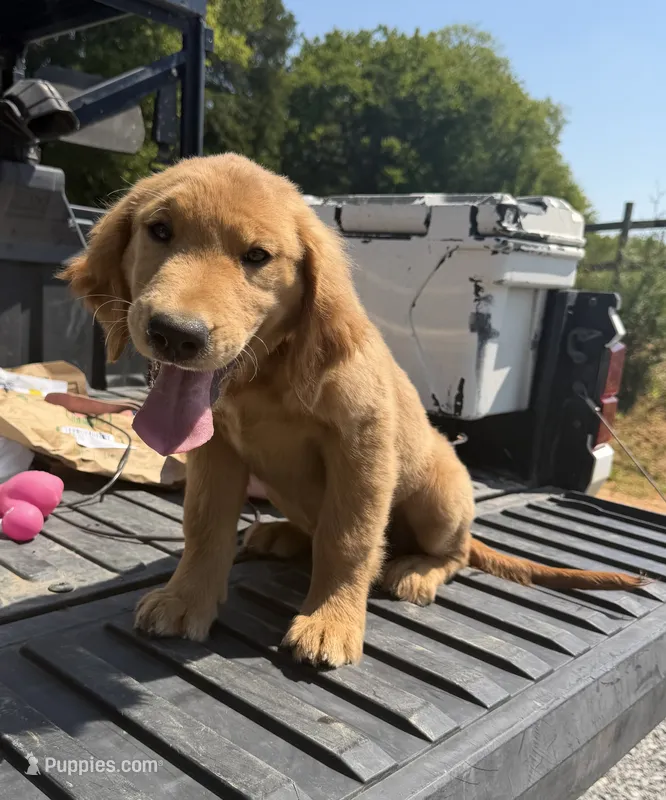 Izzy  – Golden Retriever puppy for sale in Friendsville, TN