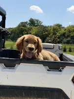 Izzy , a female Golden Retriever for sale in Friendsville, TN – 2 of 4