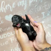 Maddy, a female Miniature Dachshund for sale in Auburndale, FL – 2 of 3