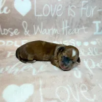 Nate, a male Miniature Dachshund for sale in Auburndale, FL – 2 of 3