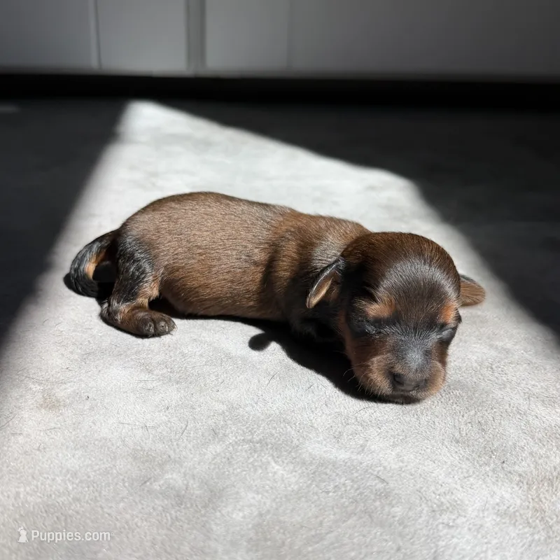 Larissa – Miniature Dachshund puppy for sale in Auburndale, FL