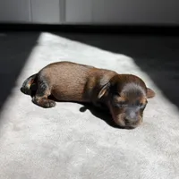 Larissa, a female Miniature Dachshund for sale in Auburndale, FL – 1 of 1