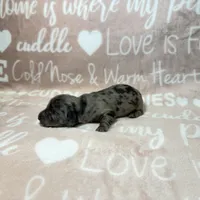Alamo, a male Miniature Dachshund for sale in Auburndale, FL – 2 of 4