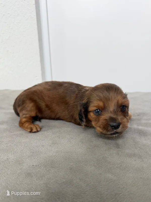 Ash – Miniature Dachshund puppy for sale in Auburndale, FL