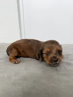 Ash, a male Miniature Dachshund for sale in Auburndale, FL – 2 of 7