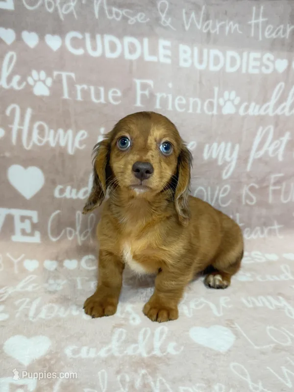 Raven – Miniature Dachshund puppy for sale in Auburndale, FL