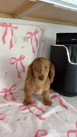 Raven, a female Miniature Dachshund for sale in Auburndale, FL – Photo 4 of 5