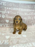 Raven, a female Miniature Dachshund for sale in Auburndale, FL – Photo 5 of 5