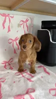 Raven, a female Miniature Dachshund for sale in Auburndale, FL – Photo 3 of 5