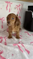 Raven, a female Miniature Dachshund for sale in Auburndale, FL – Photo 2 of 5