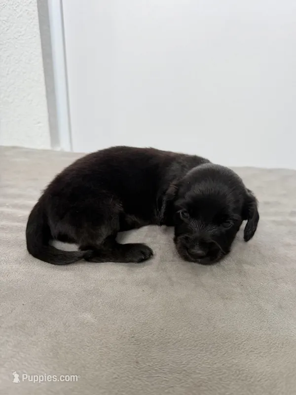 Maddy – Miniature Dachshund puppy for sale in Auburndale, FL