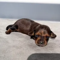 Fez, a male Miniature Dachshund for sale in Auburndale, FL – 3 of 3