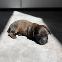 Morticia, a female Miniature Dachshund for sale in Auburndale, FL – 1 of 1