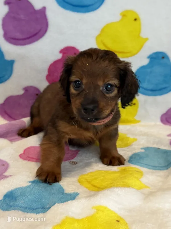 Salem – Miniature Dachshund puppy for sale in Auburndale, FL