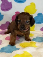 Salem, a female Miniature Dachshund for sale in Auburndale, FL – Photo 2 of 6