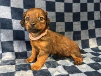 Salem, a female Miniature Dachshund for sale in Auburndale, FL – Photo 3 of 6