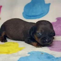 Salem, a female Miniature Dachshund for sale in Auburndale, FL – Photo 5 of 6