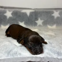 Salem, a female Miniature Dachshund for sale in Auburndale, FL – Photo 6 of 6