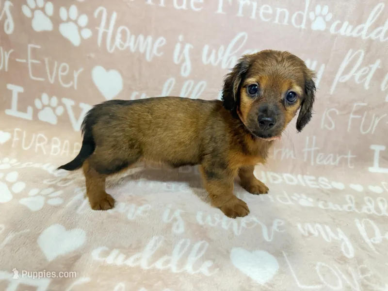 Salem – Miniature Dachshund puppy for sale in Auburndale, FL