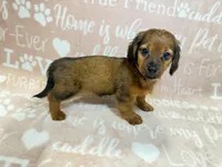Salem, a female Miniature Dachshund for sale in Auburndale, FL – Photo 1 of 6