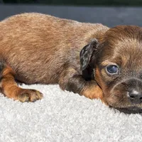 Salem, a female Miniature Dachshund for sale in Auburndale, FL – Photo 4 of 6