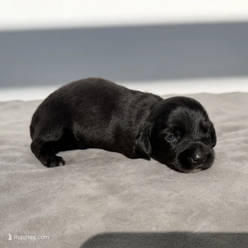 Maddy – Miniature Dachshund puppy for sale in Auburndale, FL