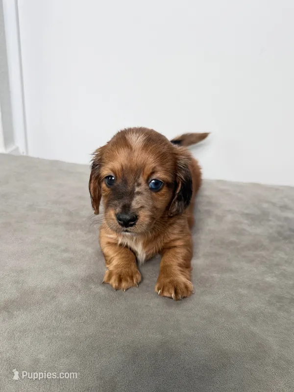 Nate – Miniature Dachshund puppy for sale in Auburndale, FL