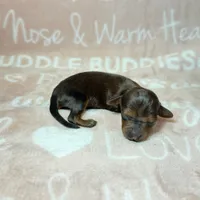 Fez, a male Miniature Dachshund for sale in Auburndale, FL – 2 of 3