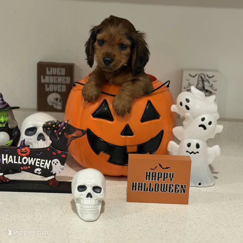 Fez – Miniature Dachshund puppy for sale in Auburndale, FL