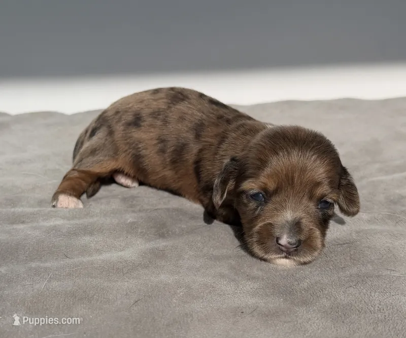 Rue – Miniature Dachshund puppy for sale in Auburndale, FL